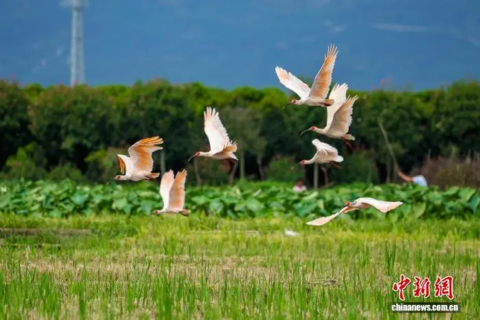秦嶺腹地的“綠色密碼” 有機產業助生態顏值變經濟產值